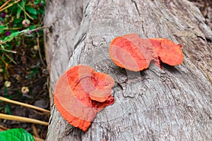 Brown mushroom on the trunk of tree in forest