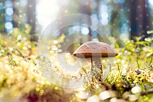 Brown mushroom in the woods. Magic forest look from dust and par
