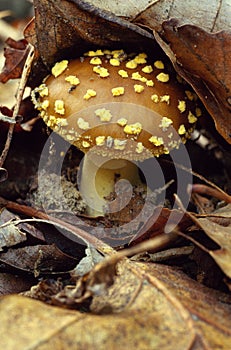 Brown mushroom with yellow speckles
