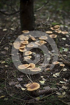 Mushrooms growing in line