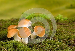 Brown mushrooms fairytale scene