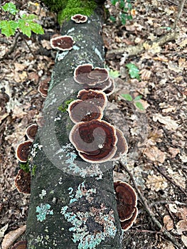 Brown mushrooms on a fallen tree trunk autumn time