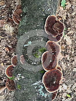 Brown mushrooms on a fallen tree trunk autumn time