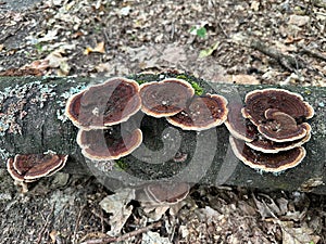 Brown mushrooms on a fallen tree trunk autumn time