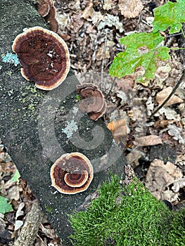 Brown mushrooms on a fallen tree trunk autumn time