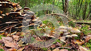 Brown mushrooms in the grass and on a stump