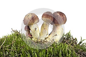 Brown mushrooms on green moss, white background