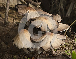 Brown mushrooms