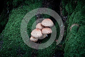 Brown mushrooms grows at a moss covered base of a tree