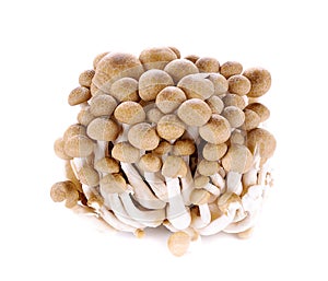 Brown mushrooms healthy fresh  food isolated