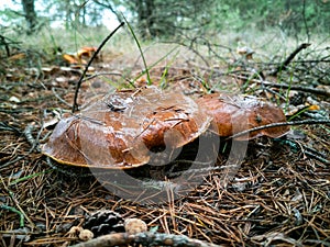 Brown mushrooms in pine forest