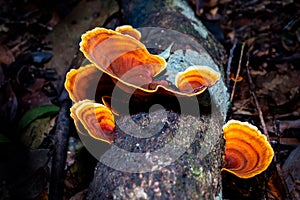 Brown mushrooms (Stereum ostrea) are blooming on dry piece of wood photo