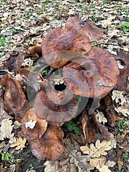 Brown mushrooms in the woods in winter time