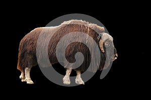 Brown Muskox side view isolated on black. Ovibos moschatus with long fur stands in profile. cloven-footed or cloven-hoofed animal