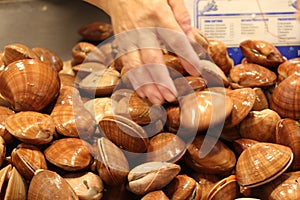 Brown mussels are ready to be sold on a counter