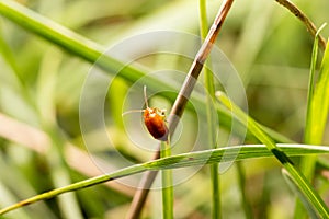 Brown mustachioed beetle, crawling up the grass, macro