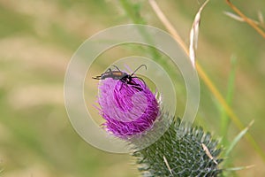 Brown mustachioed beetle sits on the flower