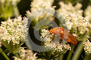 Brown, mustachioed beetle sits on small white flowers in pollen, macro