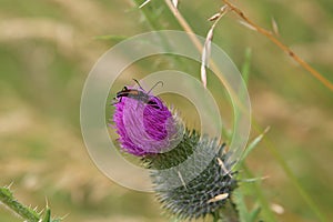Brown mustachioed beetle on a thistle flower