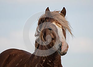 Brown Mustang horse looking at the camera in McCullough Peaks Area in Cody, Wyoming
