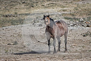 Brown Mustang horse screaming on grass farm in McCullough Peaks Area in Cody, Wyoming