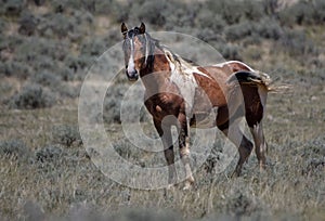 Brown Mustang horse standing on grass farm in McCullough Peaks Area in Cody, Wyoming