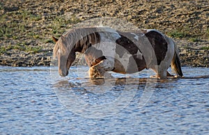 Brown Mustang horse standing on the pond water in McCullough Peaks Area in Cody, Wyoming