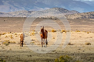 A mustang mare and her colt in the desert