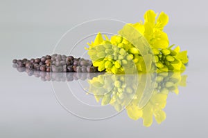 Brown Mustard flower and seeds on white background