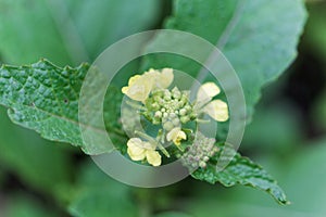 Brown mustard flowers, Brassica juncea