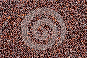 Brown mustard seeds
