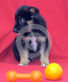 Brown mutt puppy with orange on a red