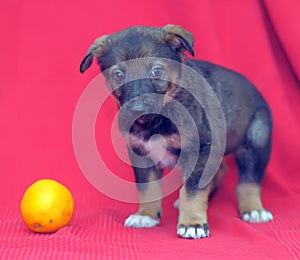 Brown mutt puppy with orange on a red