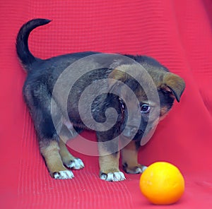 Brown mutt puppy with orange on a red