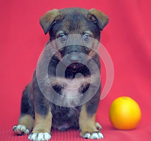 Brown mutt puppy with orange on a red