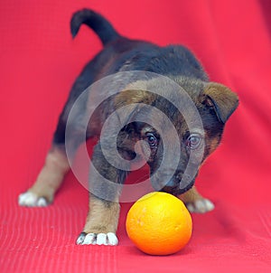 Brown mutt puppy with orange on a red