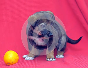 Brown mutt puppy with orange on a red