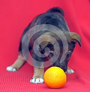 Brown mutt puppy with orange on a red