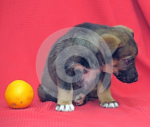 Brown mutt puppy with orange on a red