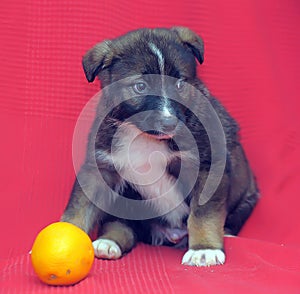 Brown mutt puppy with orange on a red