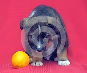 Brown mutt puppy with orange on a red