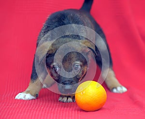 Brown mutt puppy with orange on a red