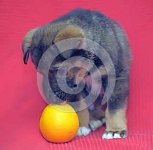 Brown mutt puppy with orange on a red