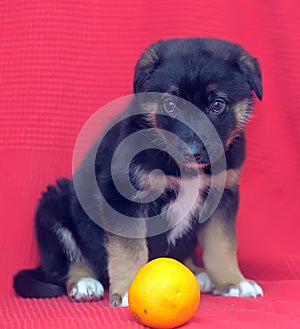 Brown mutt puppy with orange on a red