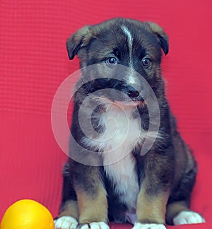 Brown mutt puppy with orange on a red