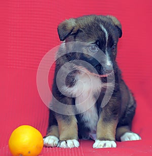 Brown mutt puppy with orange on a red