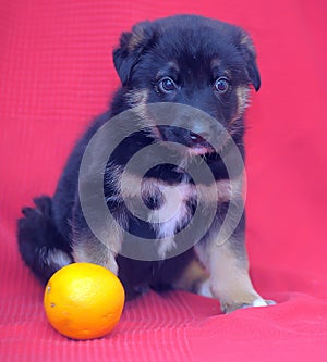 Brown mutt puppy with orange on a red