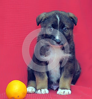 Brown mutt puppy with orange on a red