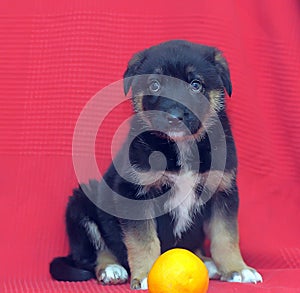 Brown mutt puppy with orange on a red