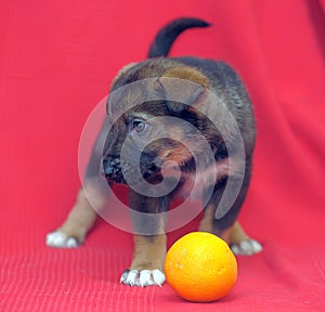 Brown mutt puppy with orange on a red